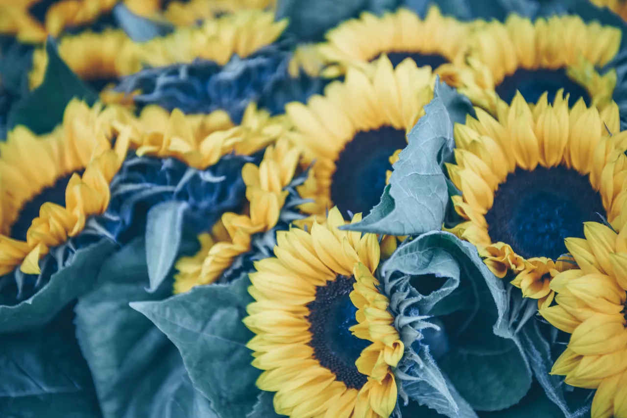 Decorative Sunflowers bunch stock photo