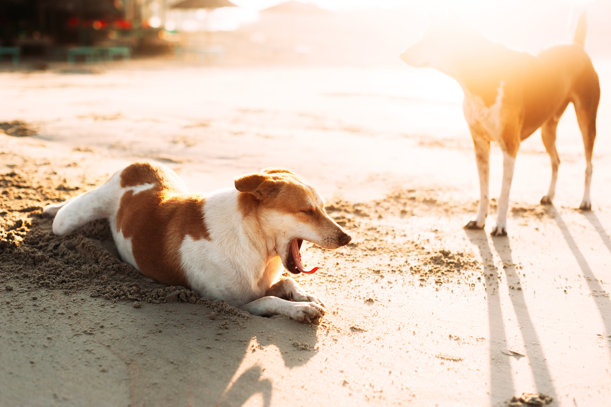 Cute dogs relaxing on the sandy beach