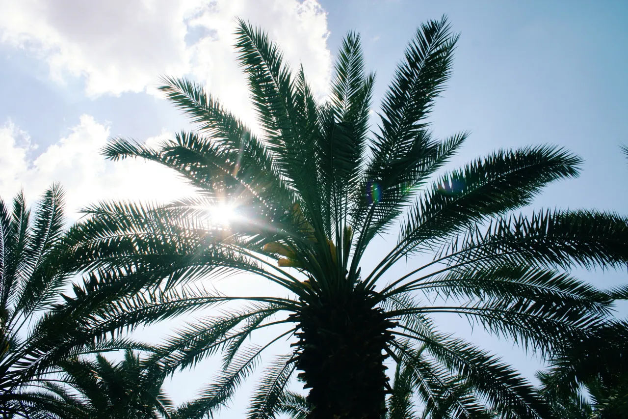 palm stock photo