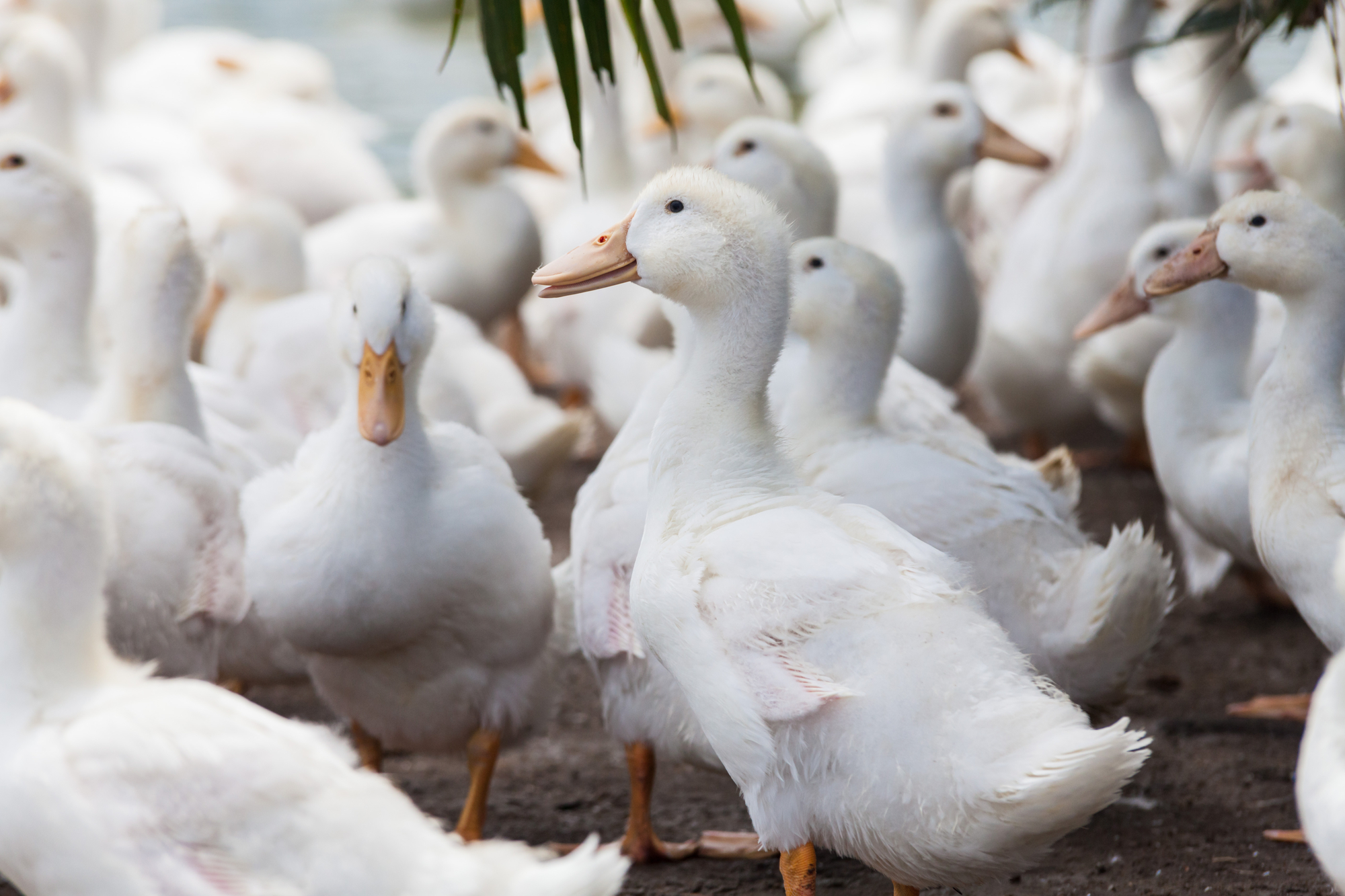 stock photos of farm