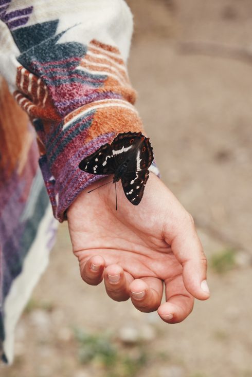 stock photo of beautiful butterfly on girl hand