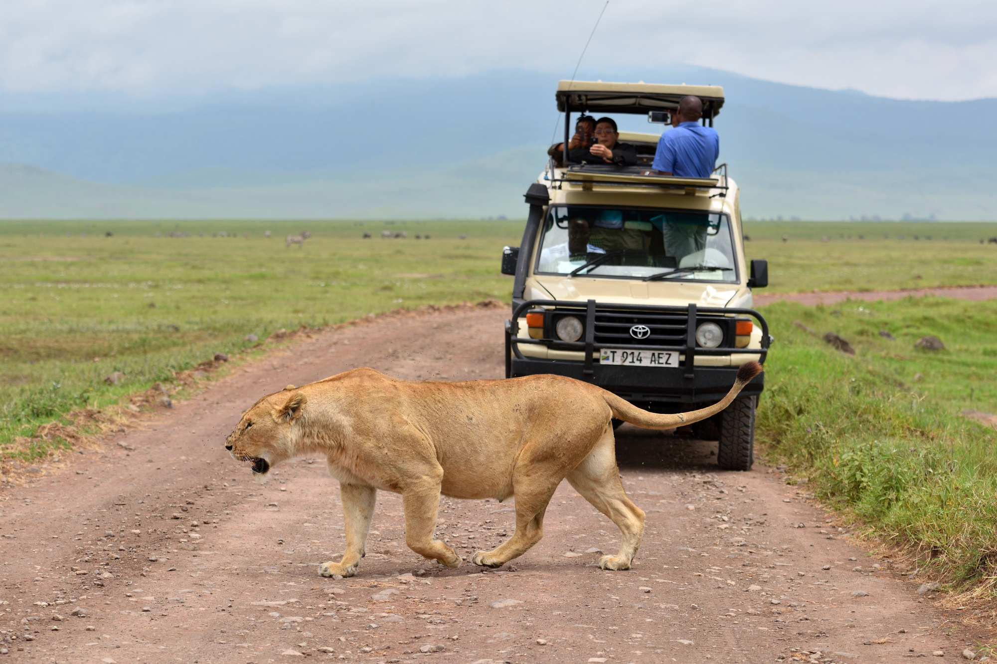 stock photo lion in african natural park