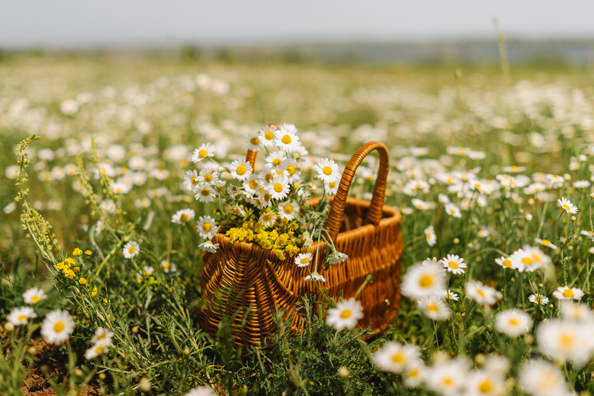 Chamomiles in a basket stock photo