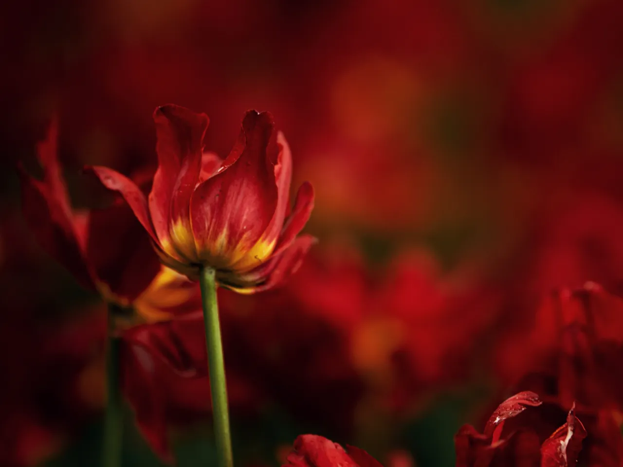 stock image background flowers