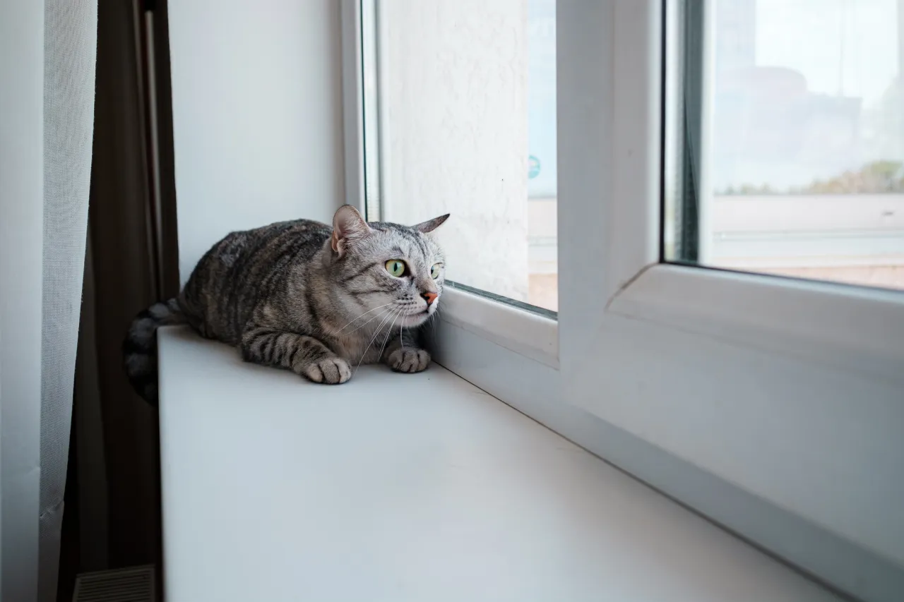 Beautiful gray cat sits on a windowsill stock photo