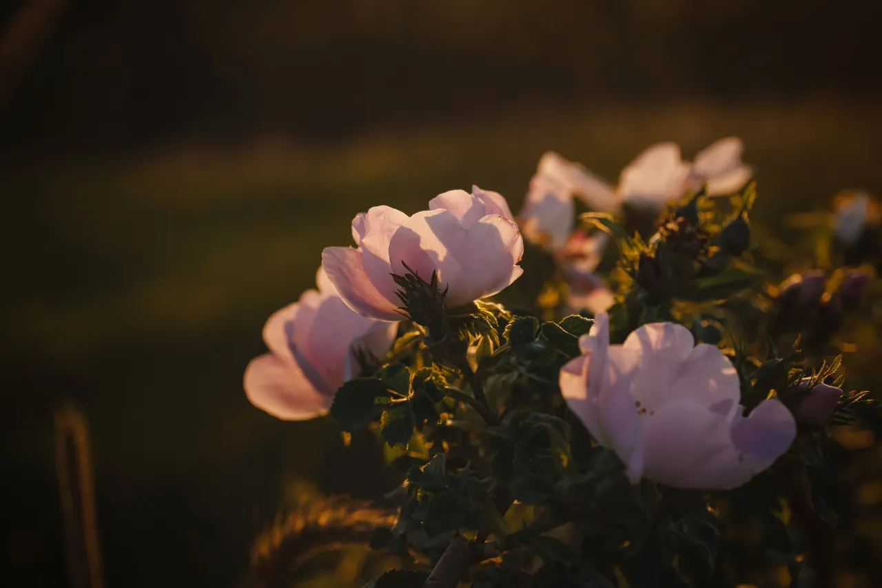 rosehip flowers at sunset in the field, close up