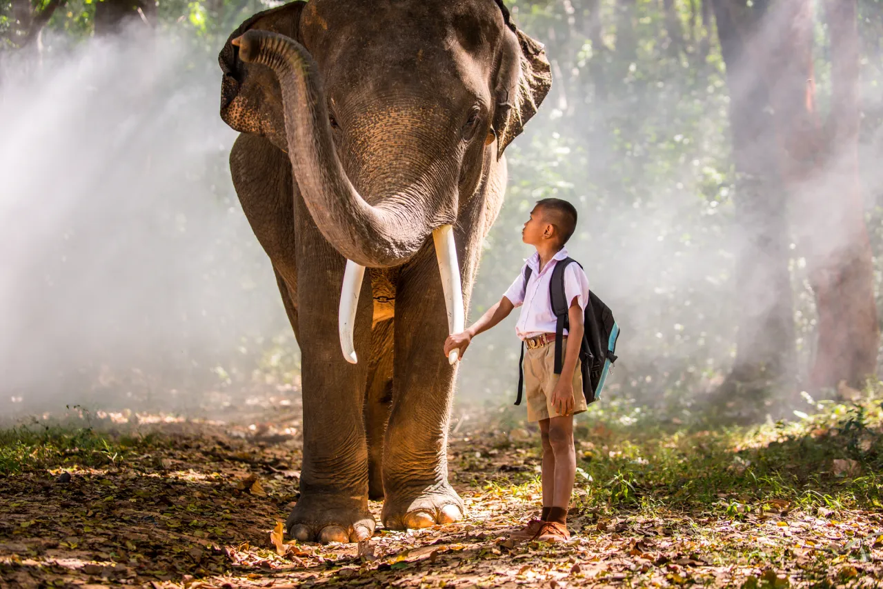 Elephant and school kid in asian jungle stock photo