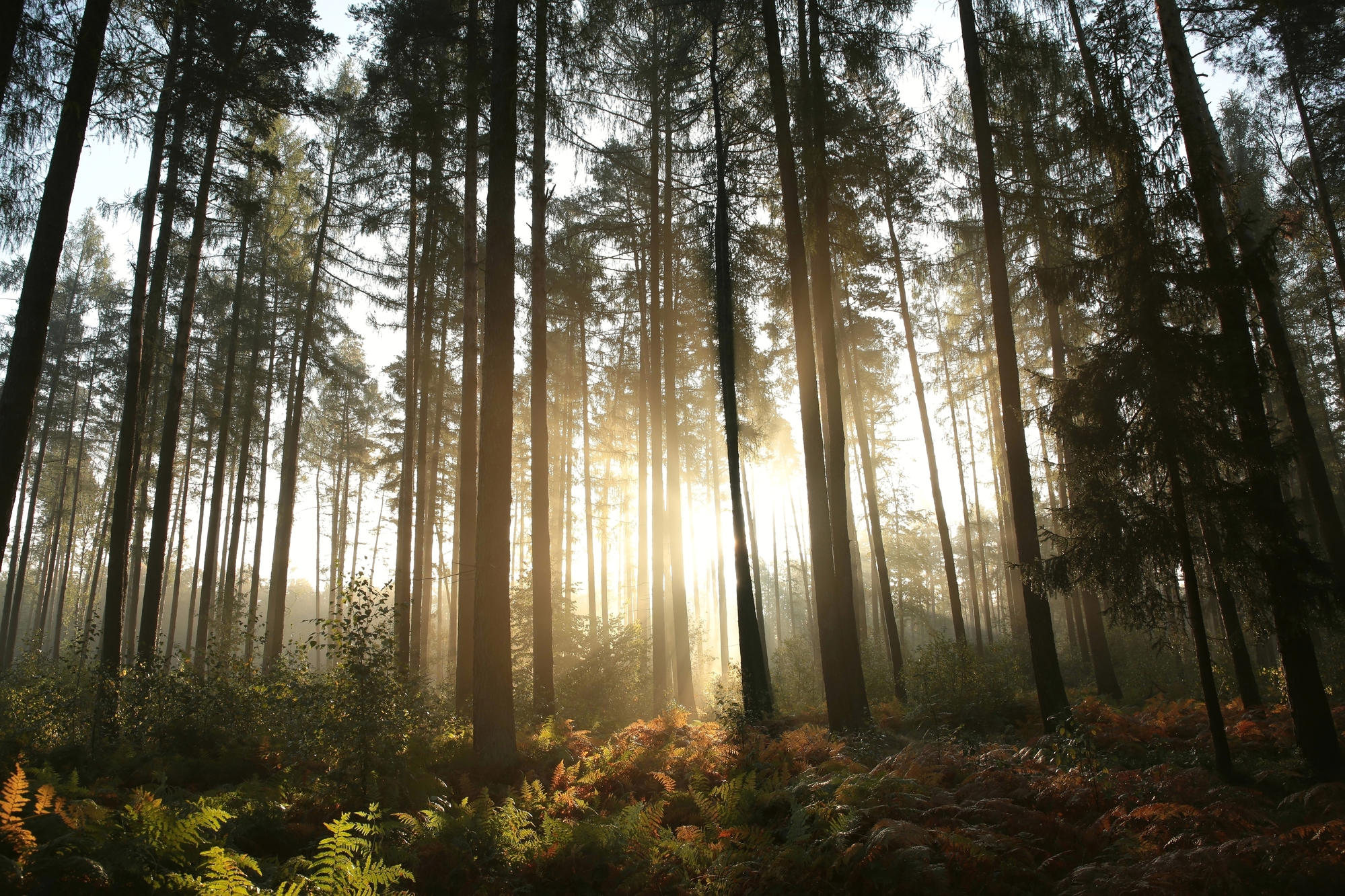 stock photo foggy forest