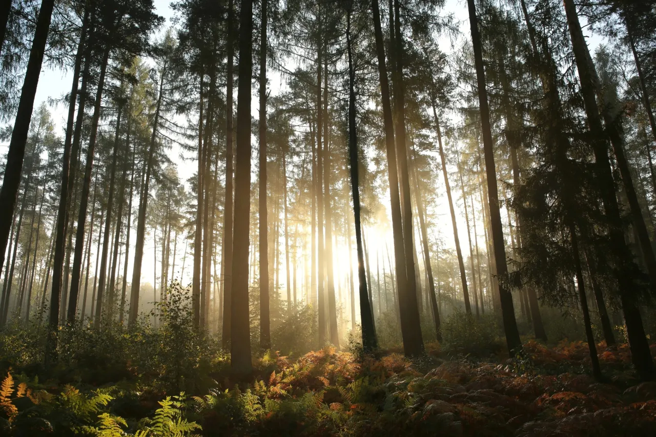 stock photo foggy forest