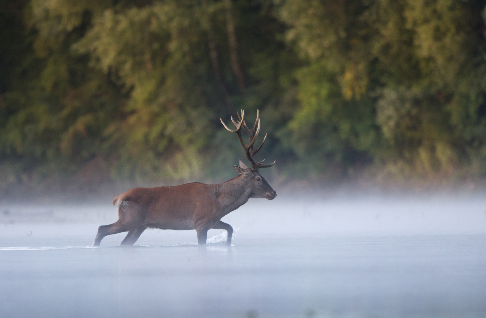 Red deer with big antlers walking in shallow water stock photo