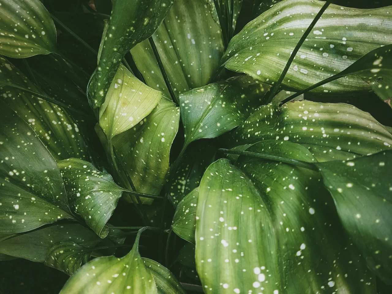 stock photography Tropical leaves close-up