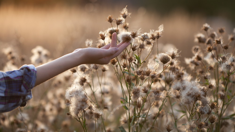 stock photo plant hand 