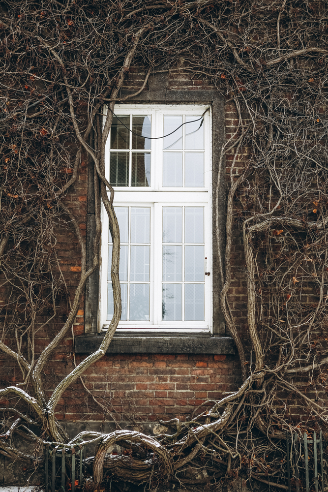 stock photo window plant