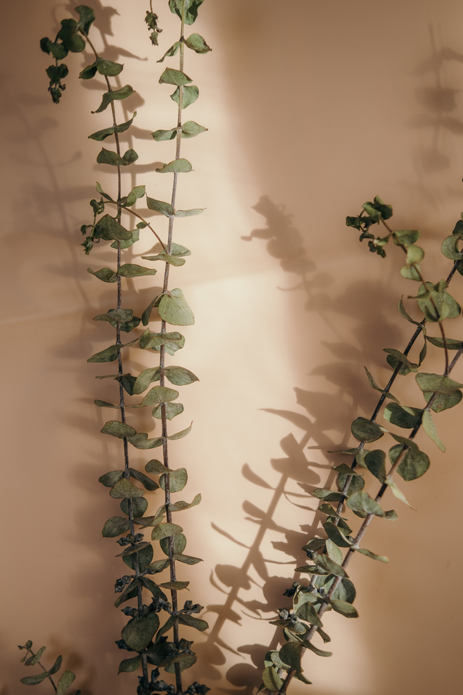 stock photo plant wall