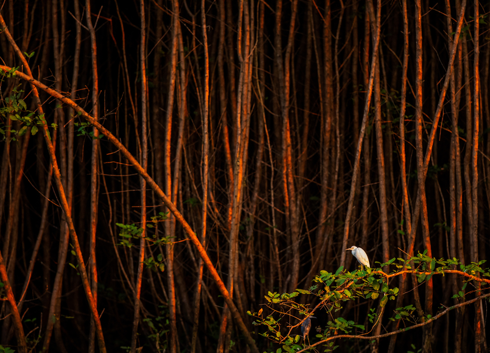 abstract stock photo trees