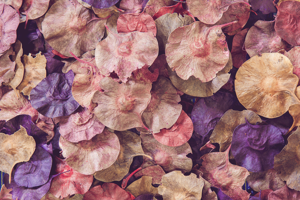 stock photo flowers valentines day