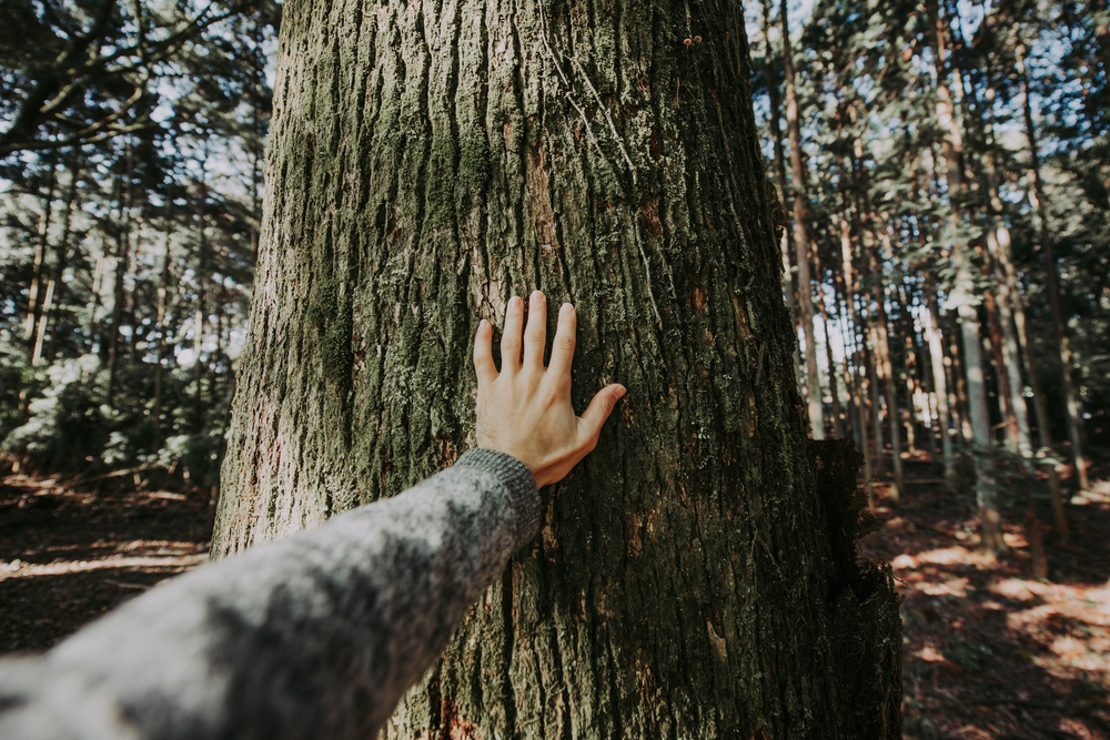 stock photo hand tree