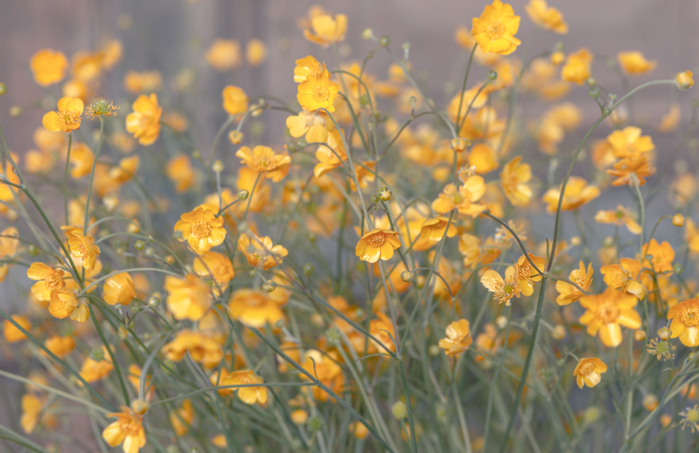 stock photo flowers pantone color 