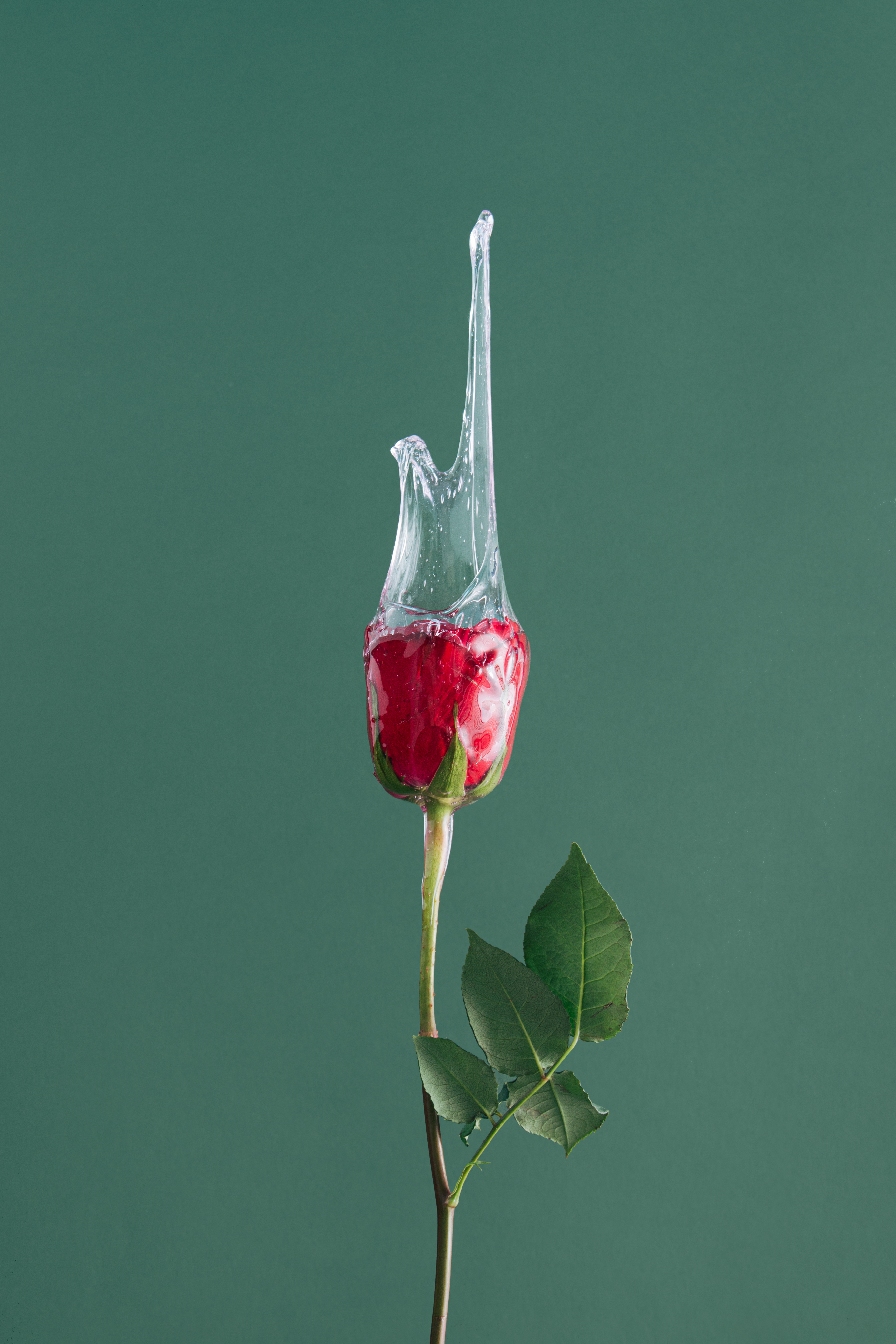 Red rose flower with slime against green background