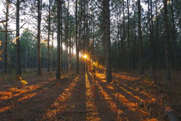 Sun Rays Shine Light In Forest