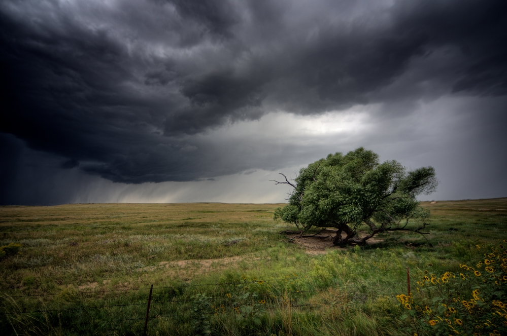 stock photo spring shower tree