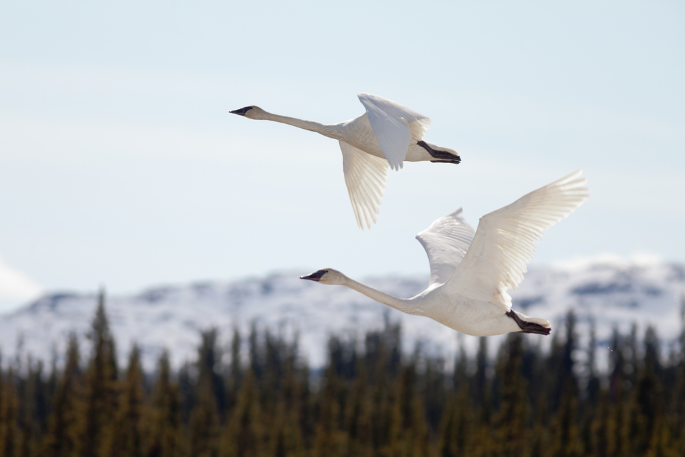 stock photo spring swans flight