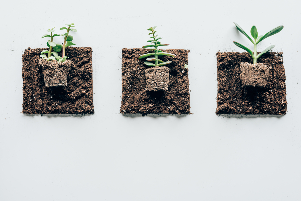 stock photo gardening plant soil