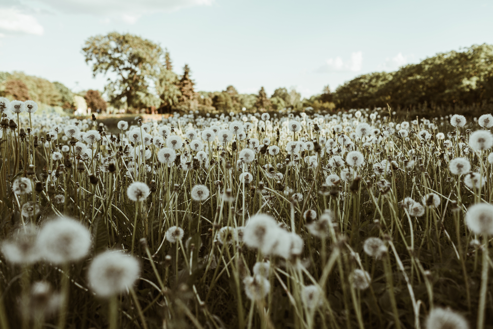 stock photo field nature spring