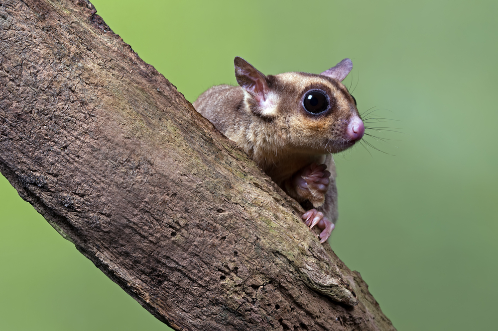 stock photo wildlife Australia