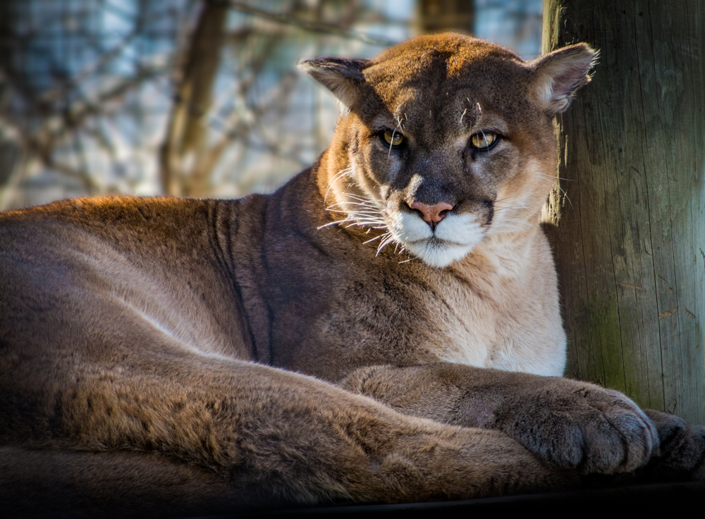 stock photo wildlife cougar