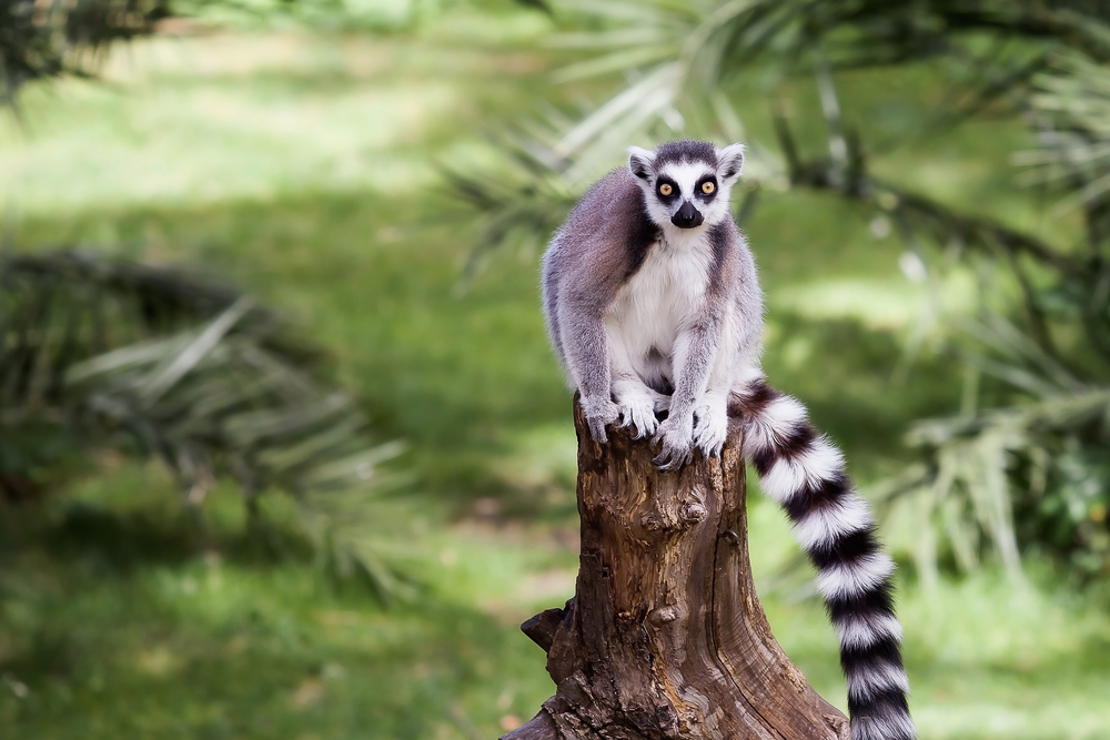 stock photo wildlife lemur