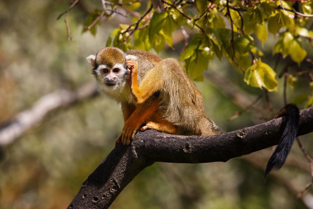 stock photo wildlife monkey