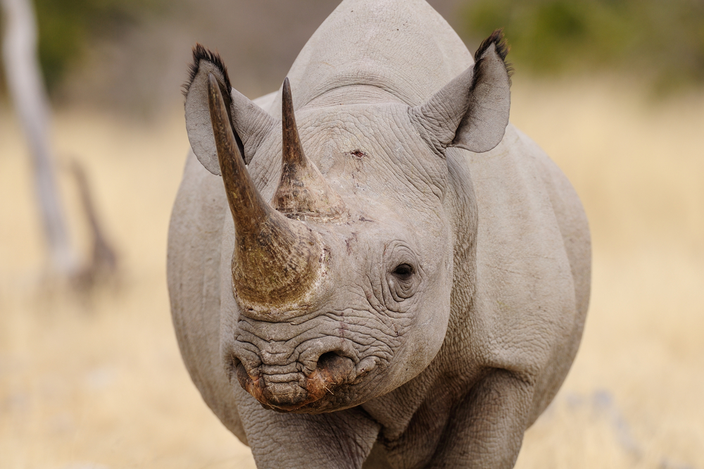 stock photo wildlife black rhino