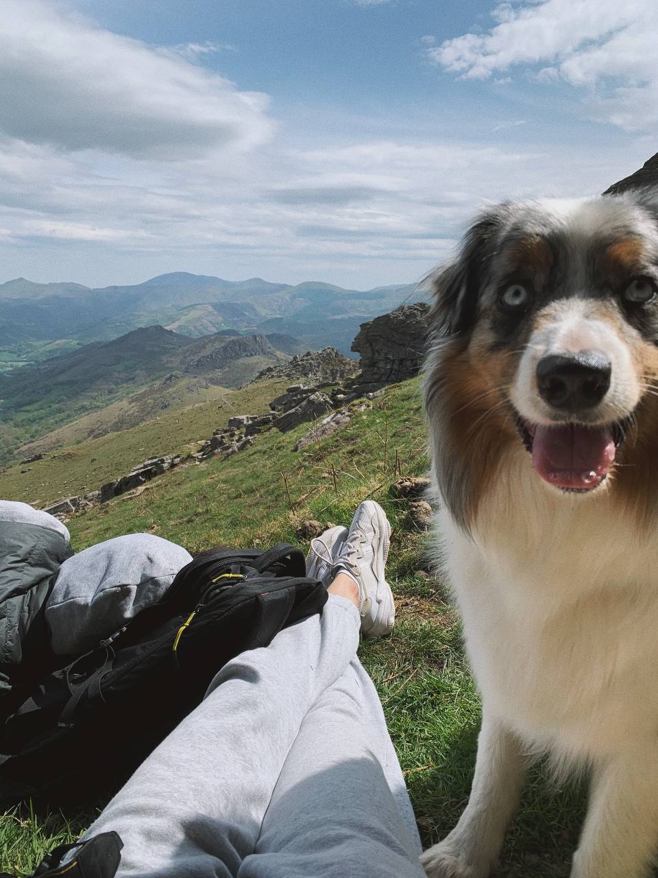 Dog in nature