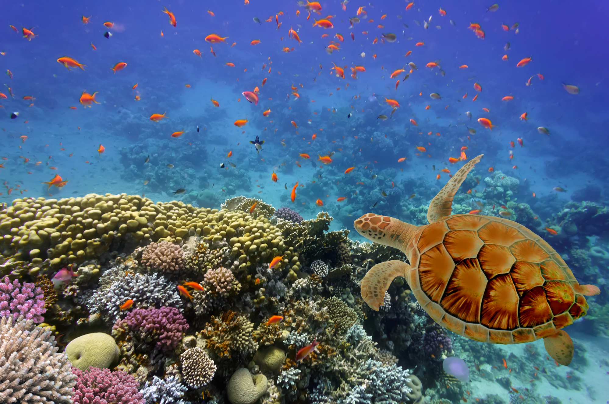 Sea turtle close up in Caribbean