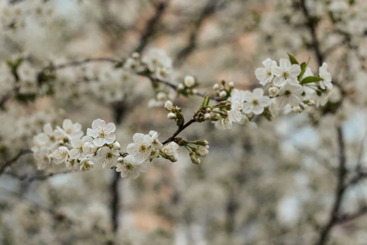 Spring white cherry flowers on the blurry background