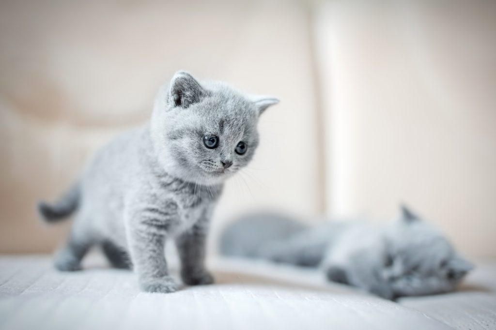 cute kittens