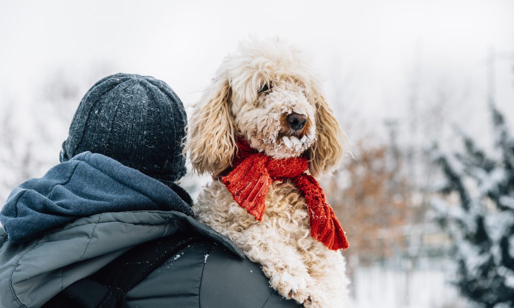 fluffy dog