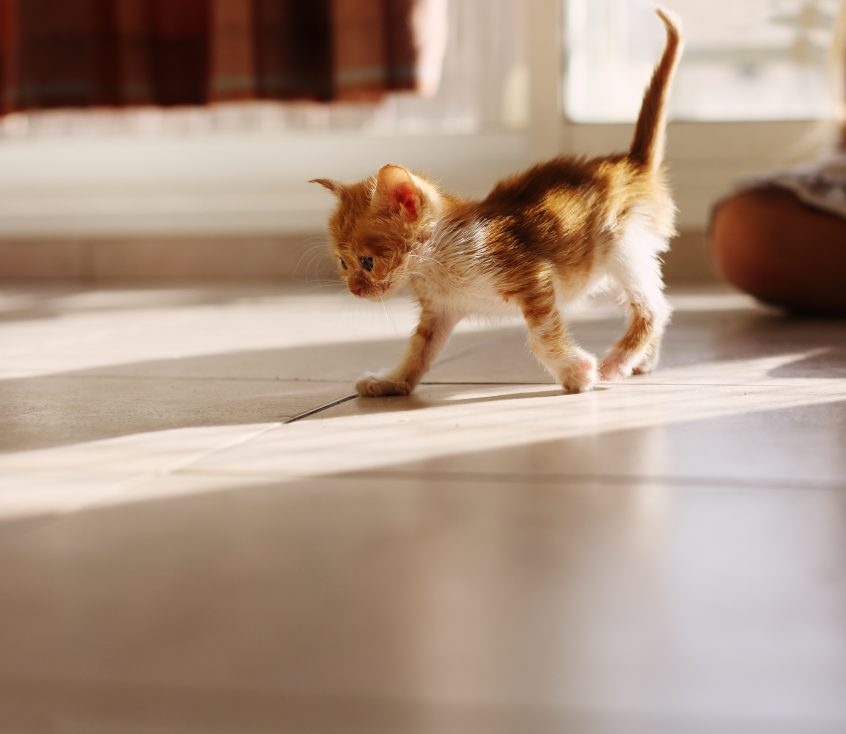 cute ginger kitten