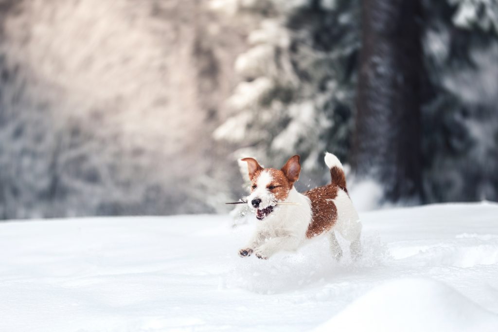 cute dog having fun