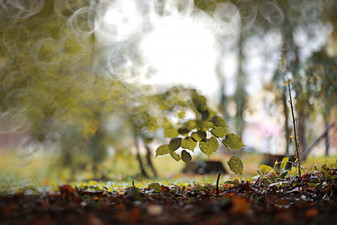 blur photo forest plant