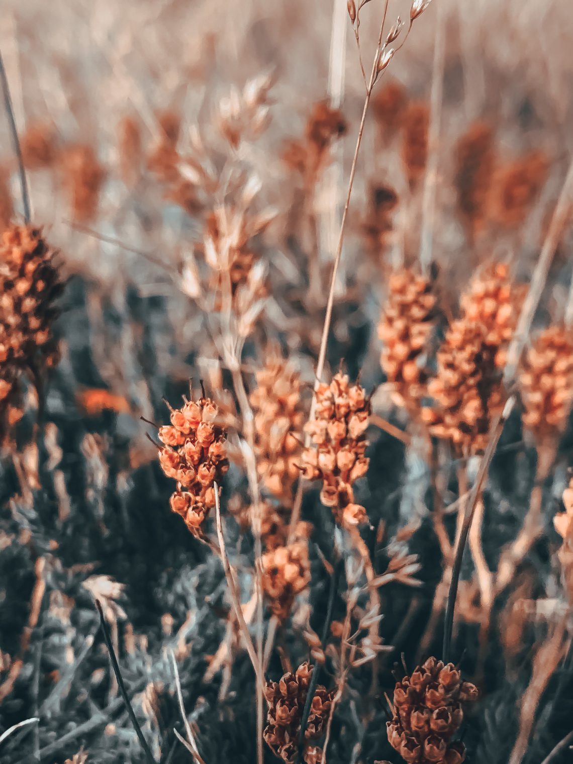 blurring photography field plant