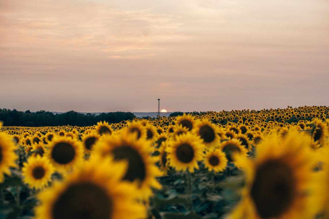 summer field landscape photo