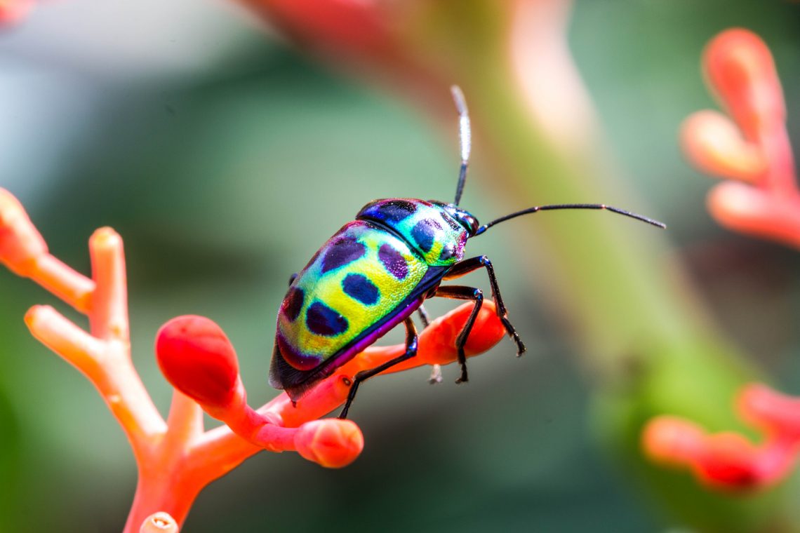 small bug on a leaf