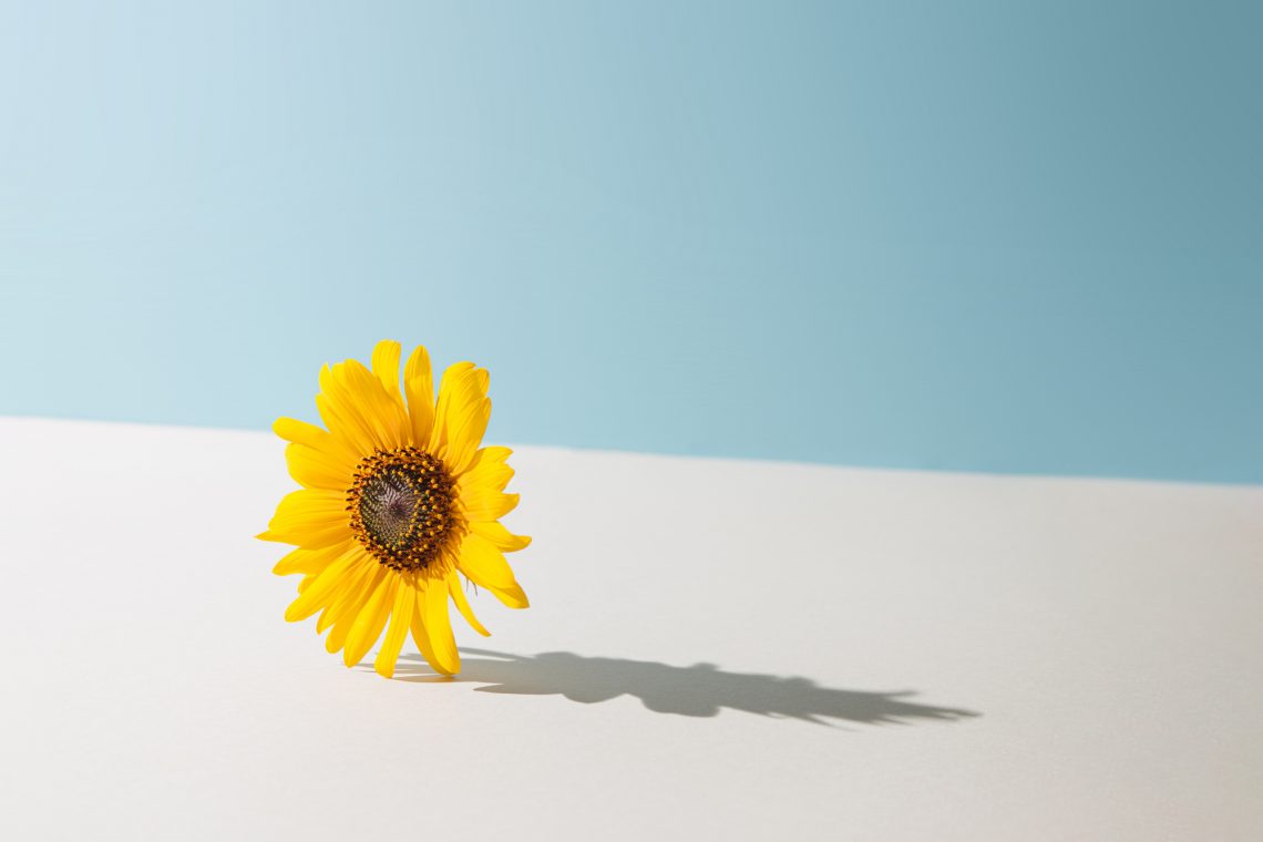 Yellow daisy flower against pastel blue and beige background.