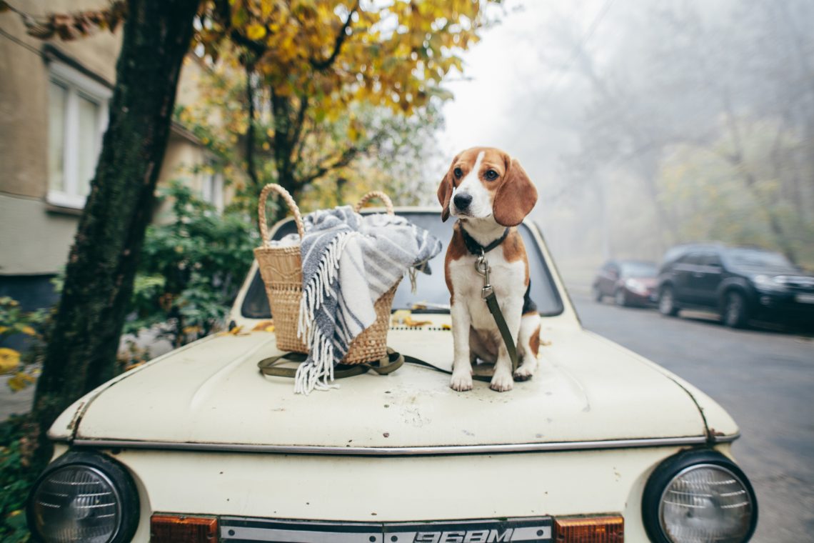 Beagle dog. Pets. Best friend.