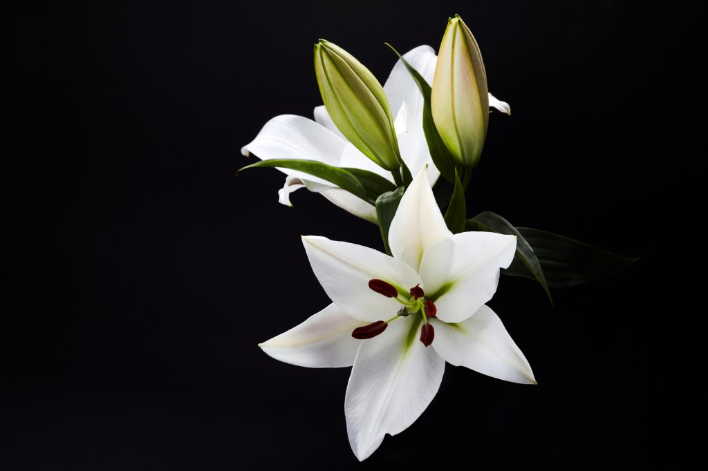 Lily on black for celebration decoration design. Spring, nature background.