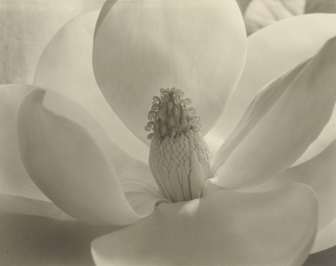 Magnolia Blossom