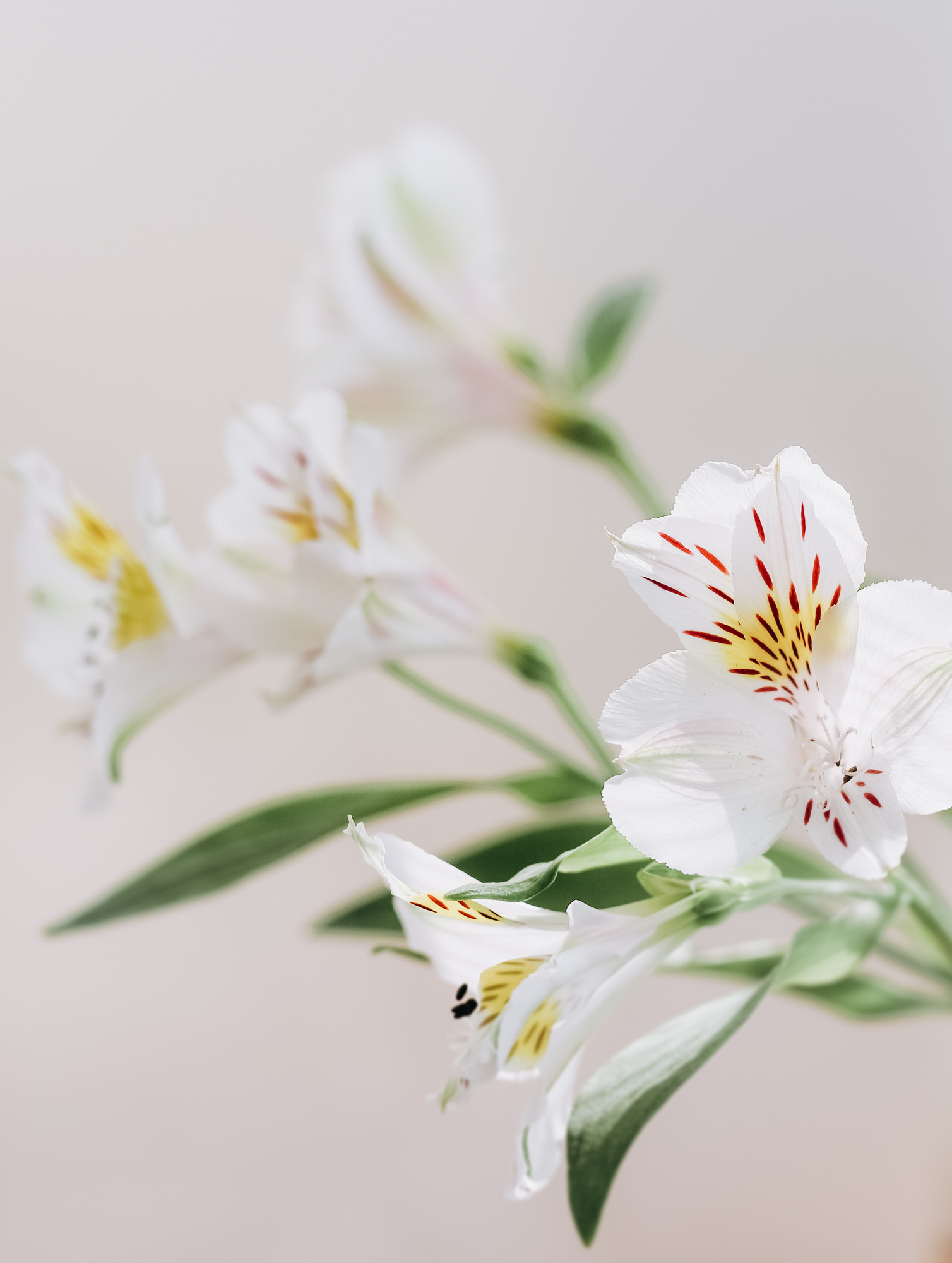 beautiful festive flowers white background postcard womens