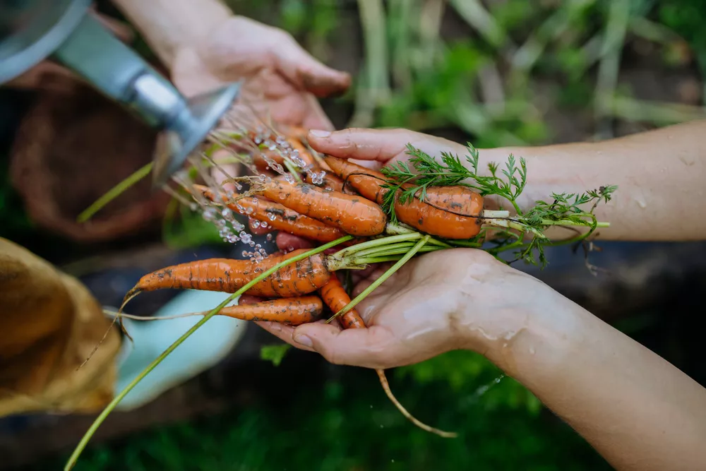 Taste of Summer: Thematic Collection of Vibrant Food Visuals